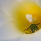 Image for article titled Want to build a clock made of flowers for spring?